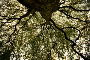 15-tree