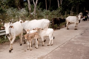 Près de Mae Lana, Thaïlande