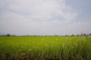 IMG_2274