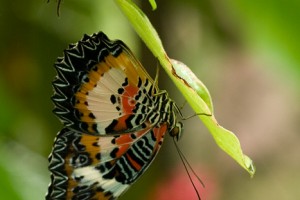 IMG_8650