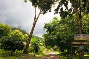 Un coin de jungle pas loin de Chiang Mai