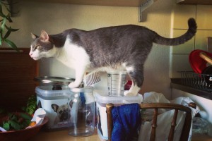 Cat-sitting
