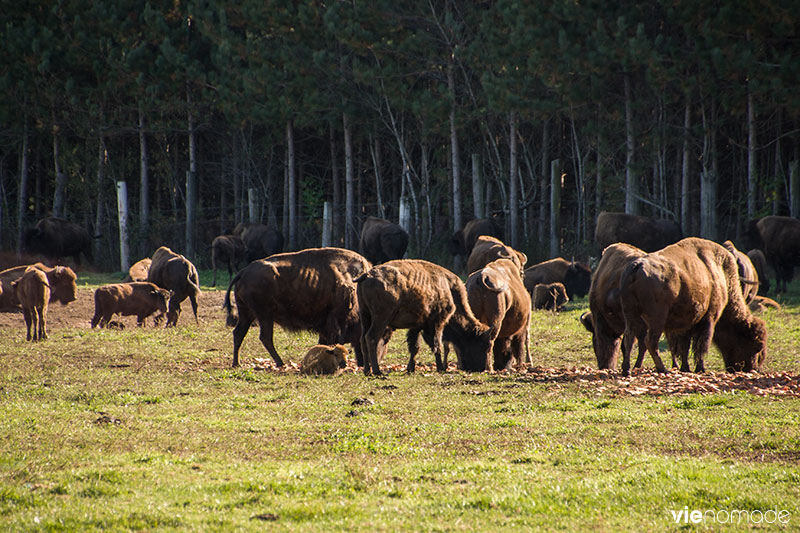 Terre des Bisons, Lanaudière