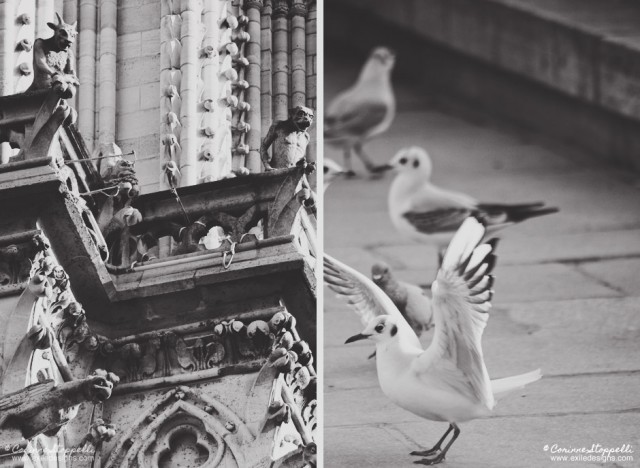 Gargouilles et mouettes à Paris