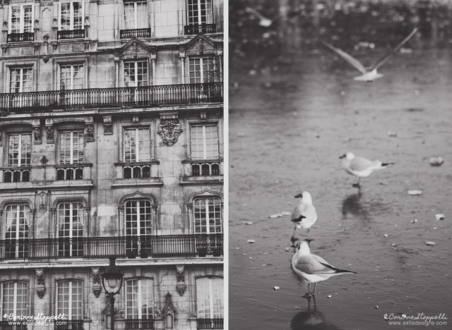 Mouettes à Paris