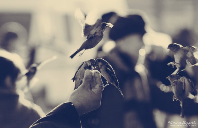 Nourrir les oiseaux à Paris