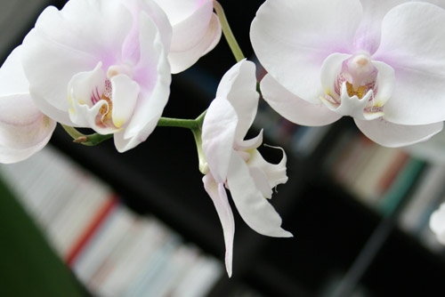 Orchidées & Bibliothèque
