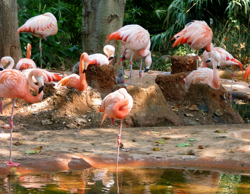 Flamants roses