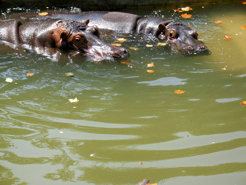 Hippos