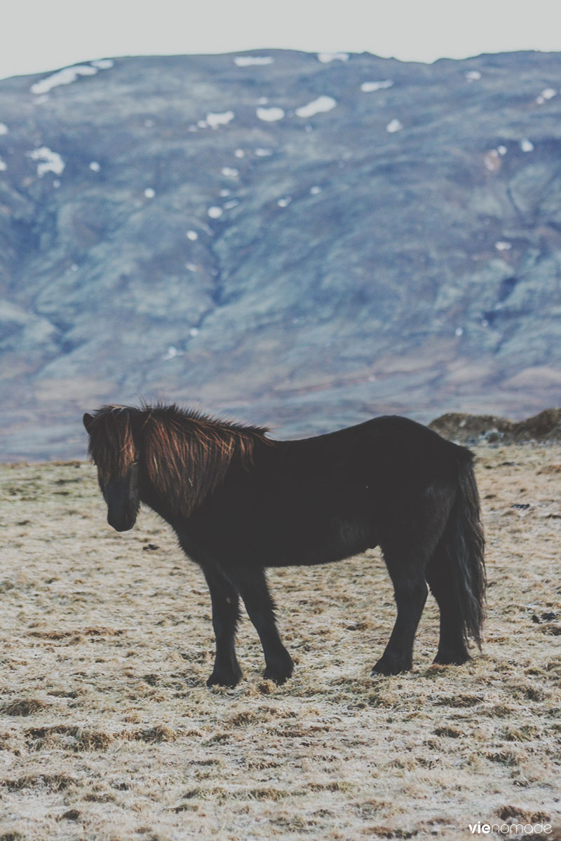 Cheval islandais