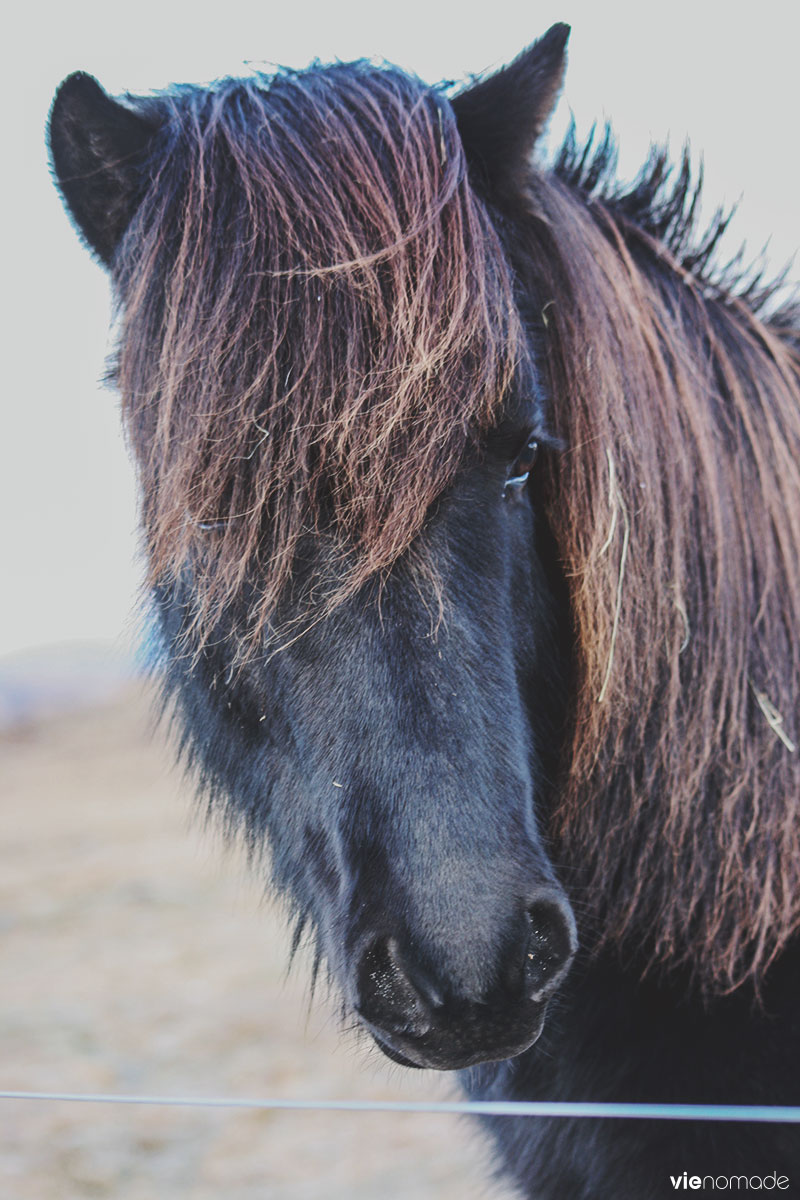 Cheval islandais, road trip