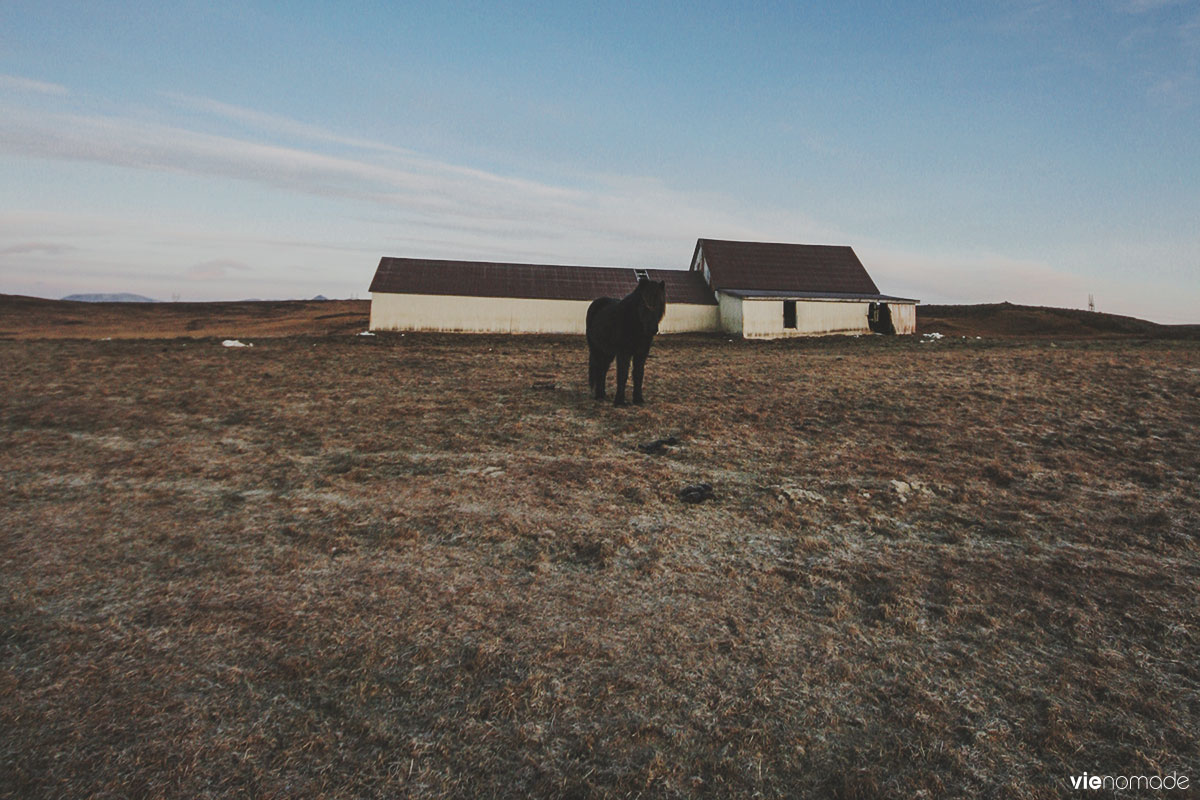 Chevaux islandais sur la route