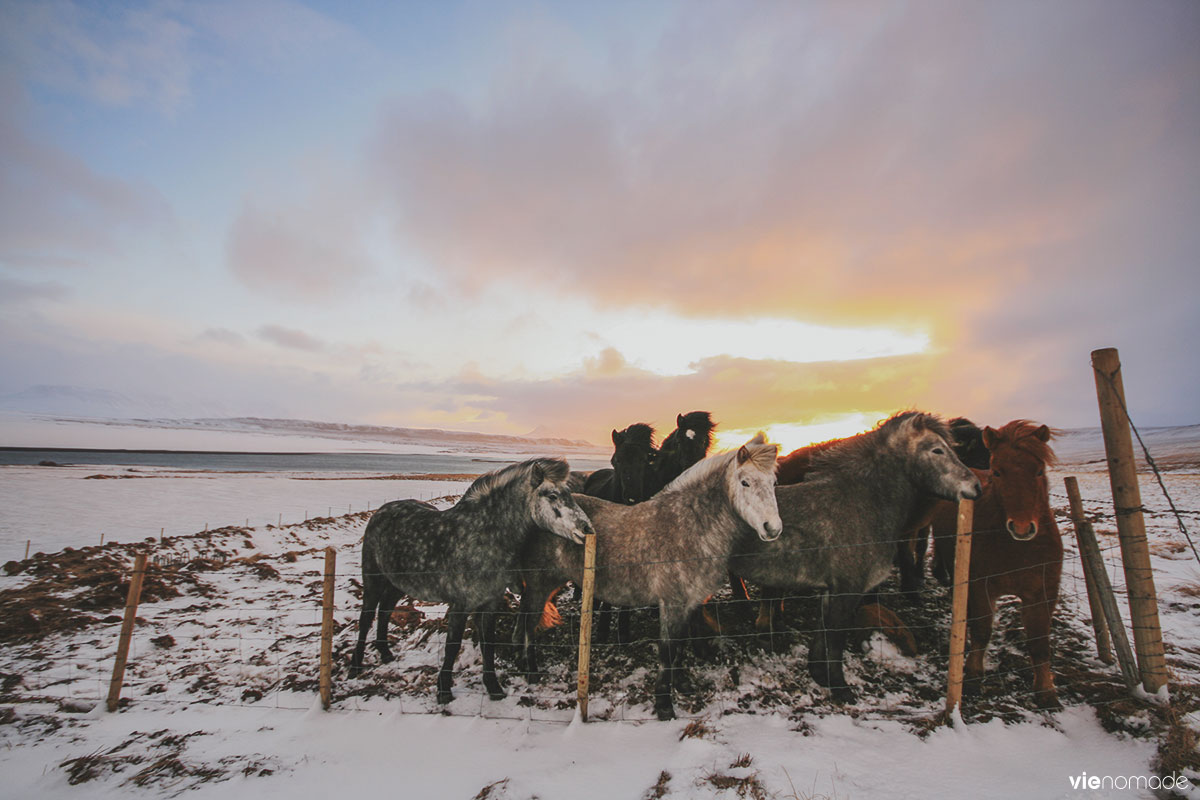 Les chevaux islandais