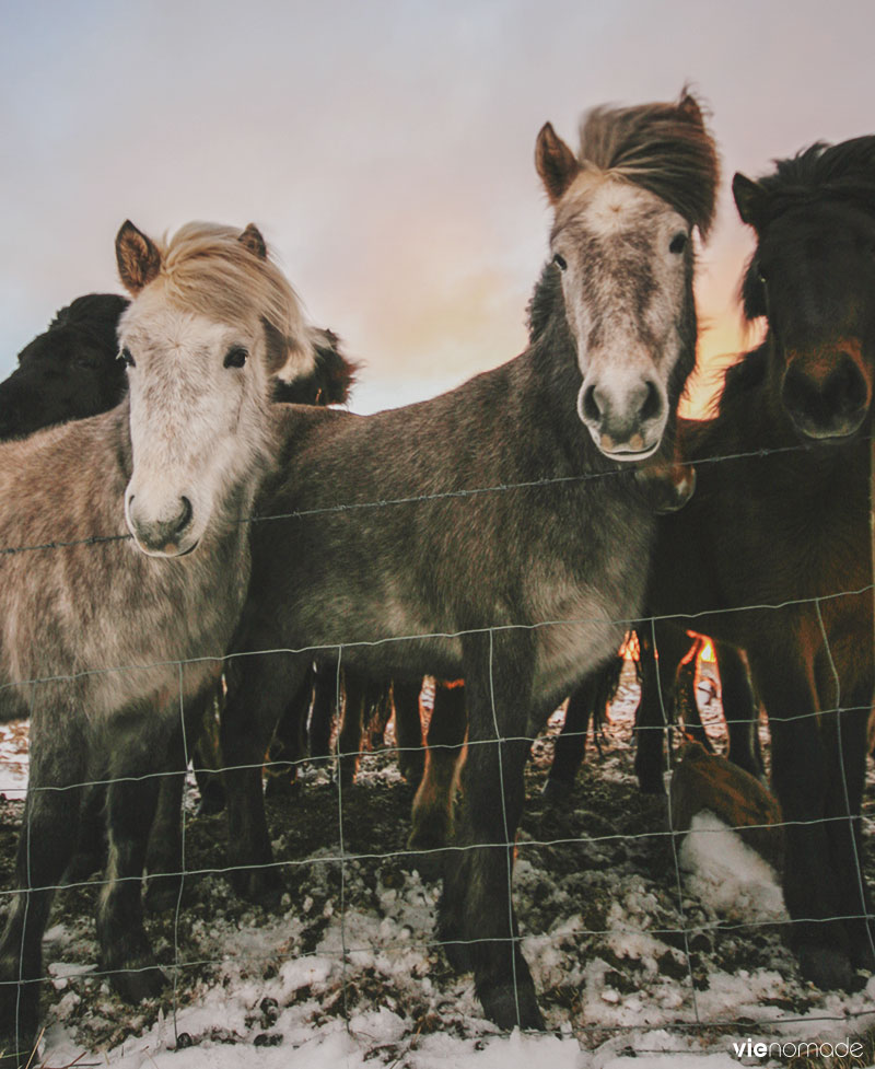 Les chevaux islandais