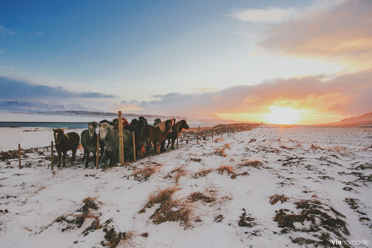 Les chevaux islandais