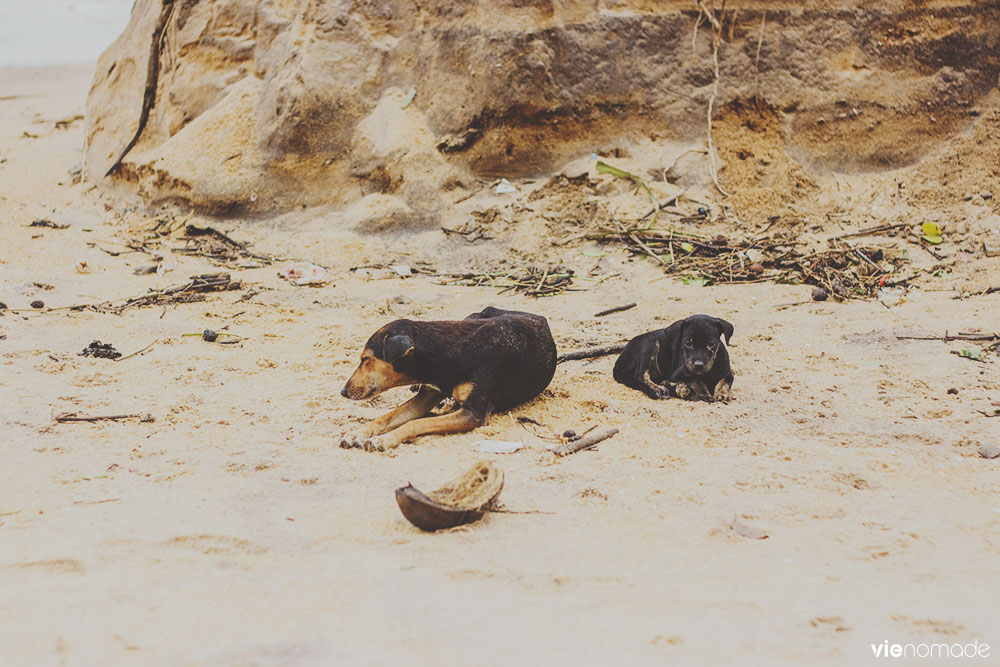 Chiens errants à Kalutara