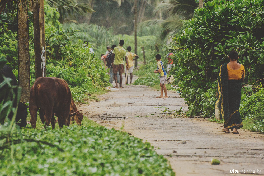 Partie de cricket des rues au Sri Lanka