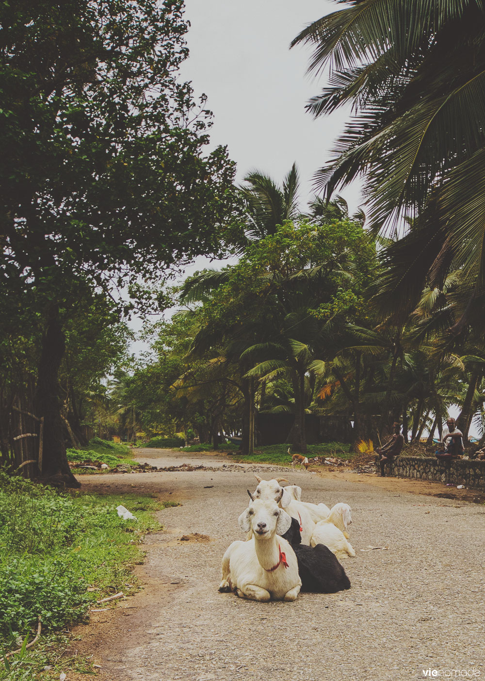 Voyage au Sri Lanka