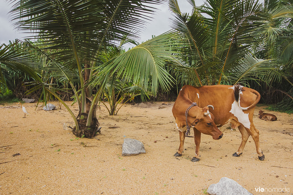 Voyage au Sri Lanka