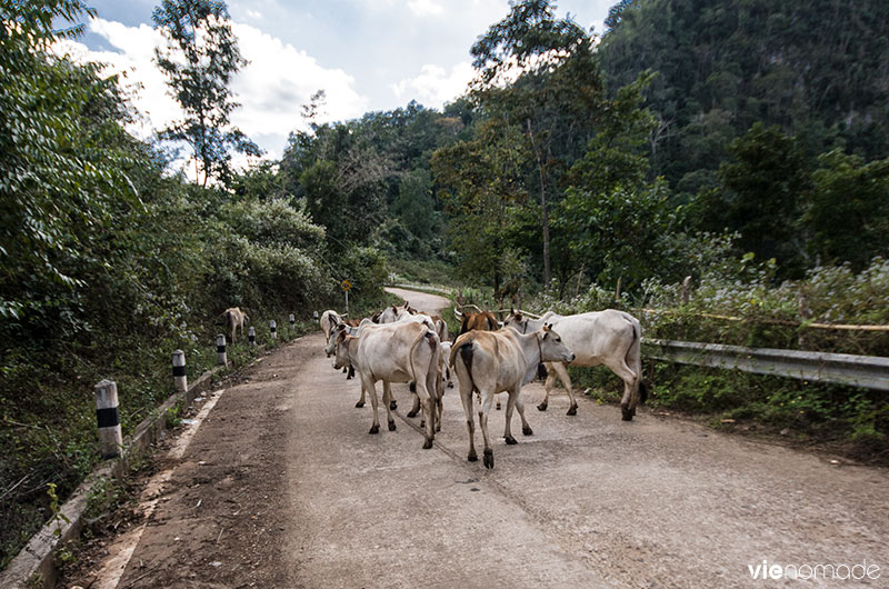 Mae Lana et Jabo, Thaïlande