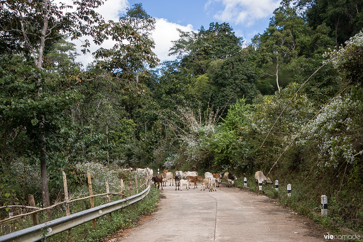 Road trip en Thaïlande: Mae Lana et Jabo