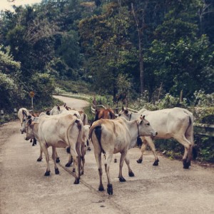 Mae Lana et Jabo, Thaïlande