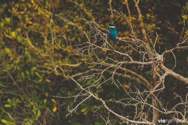 Oiseau sur l'île de Siquijor, Philippines