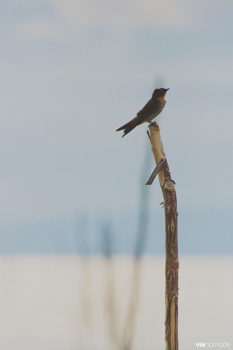 Oiseau sur l'île de Siquijor, Philippines