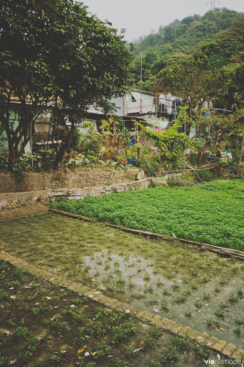 Shing Mun Redoubt, Hong Kong