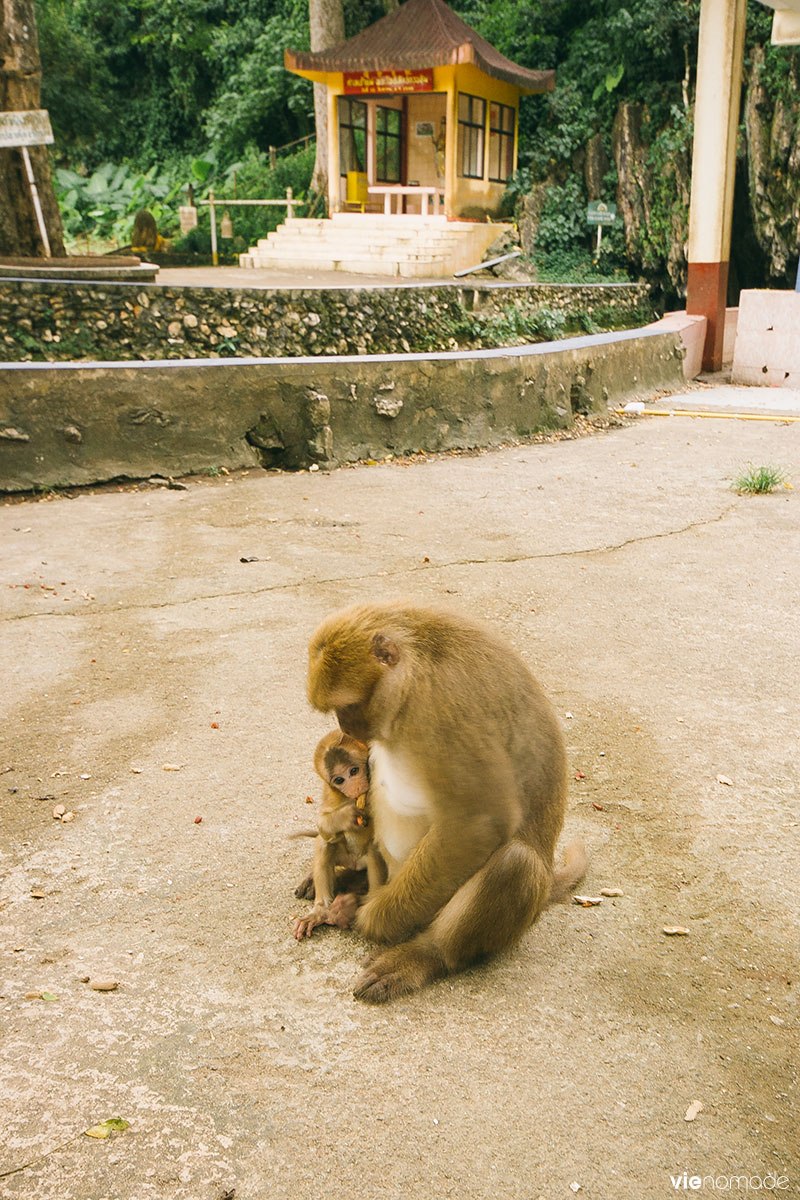 Temple des singes à Chiang Rai