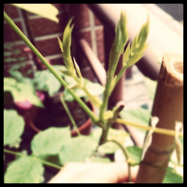 Plante