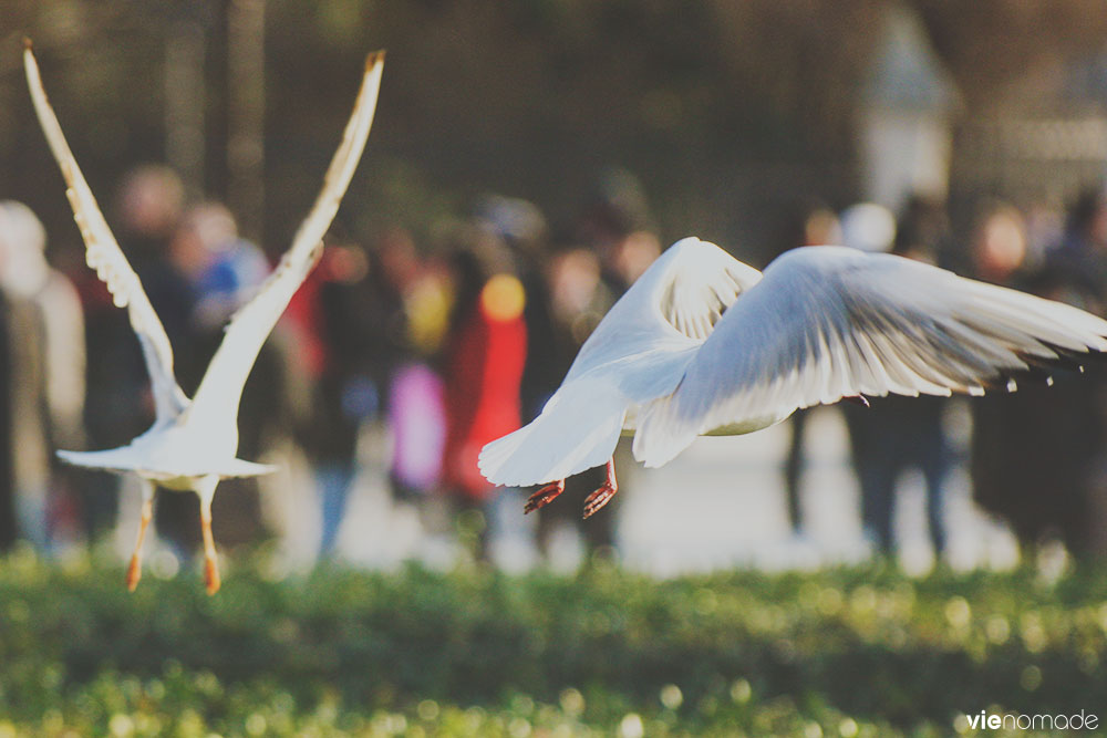 L'oiseau sans pattes