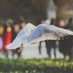 L'oiseau sans pattes: adieu, sécurité!