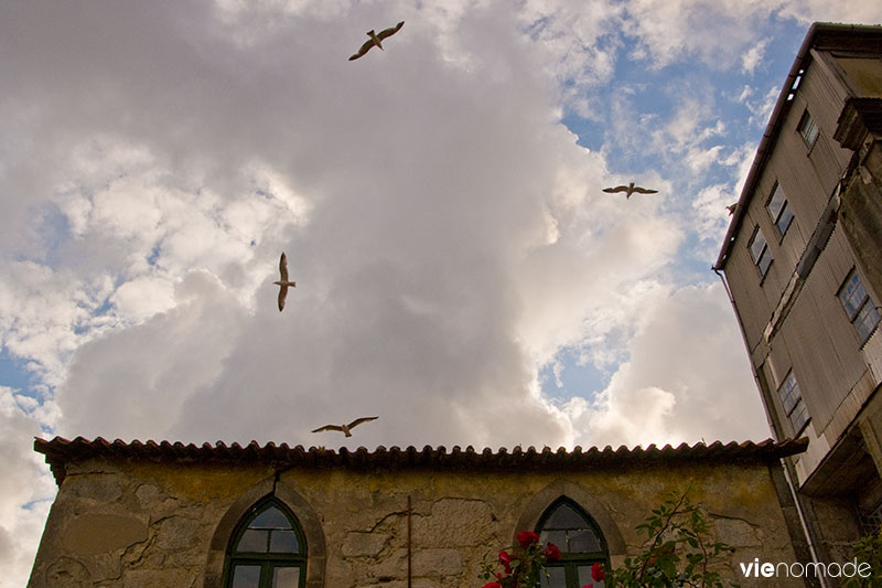 Les albatros de Porto