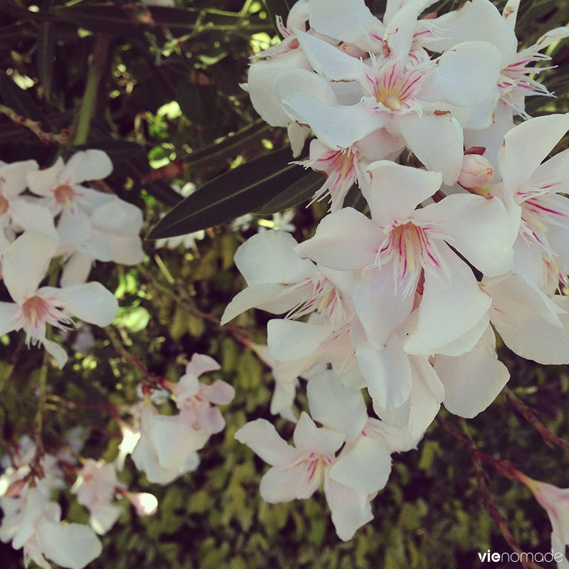 Belles fleurs aux îles canaries