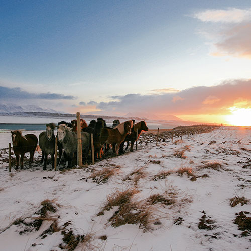 Voyager en Islande