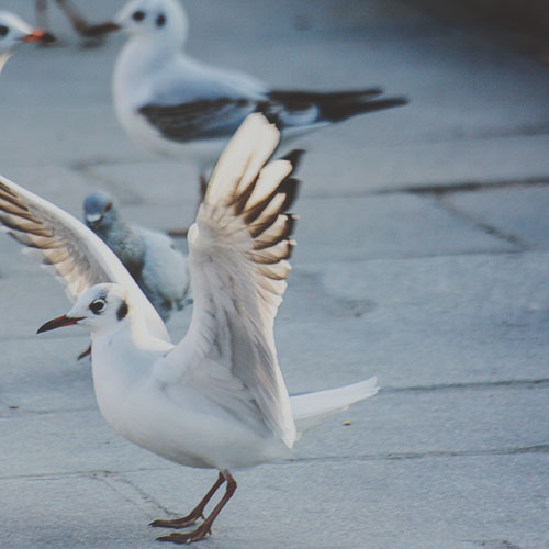 Découvrir Paris... avec les mouettes!