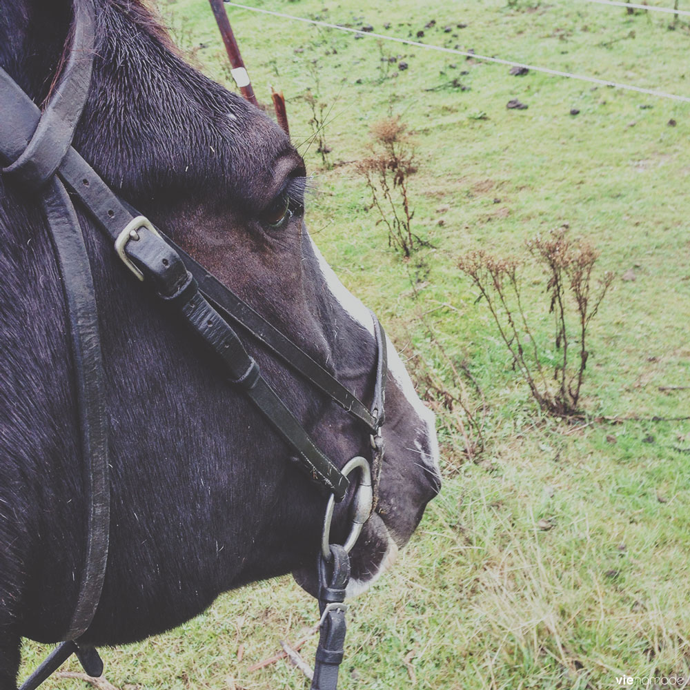 Balade à cheval dans les environs de Dublin