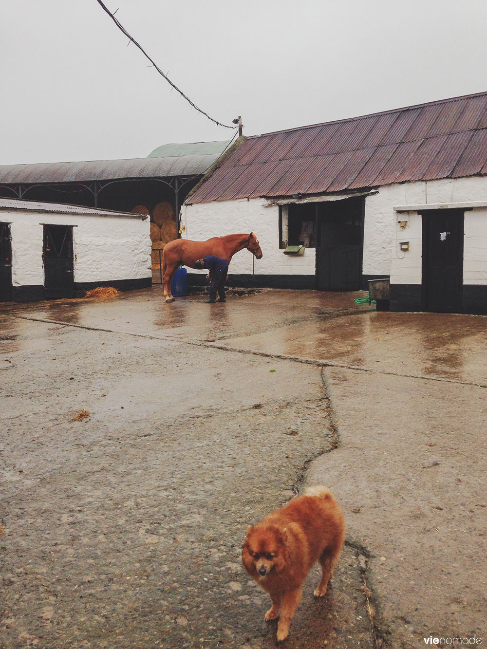 Balade à cheval dans le Wicklow en Irlande