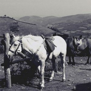 Une chute de cheval, un coccyx fissuré