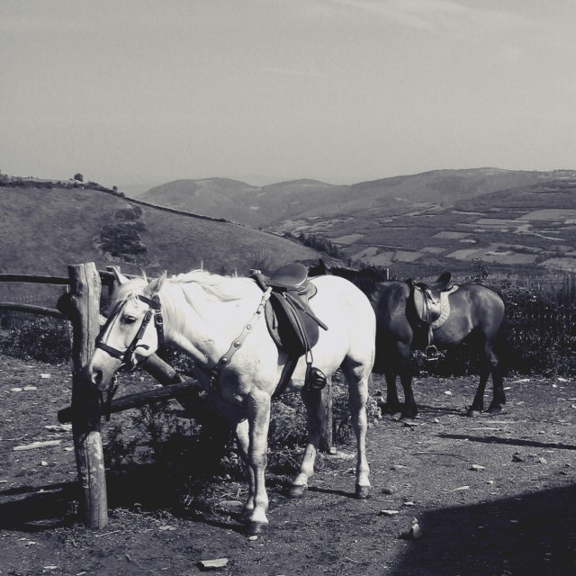 Equitation en Galice Equitation en Galice