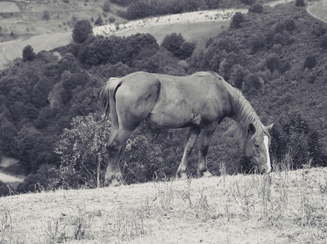 Equitation en Galice