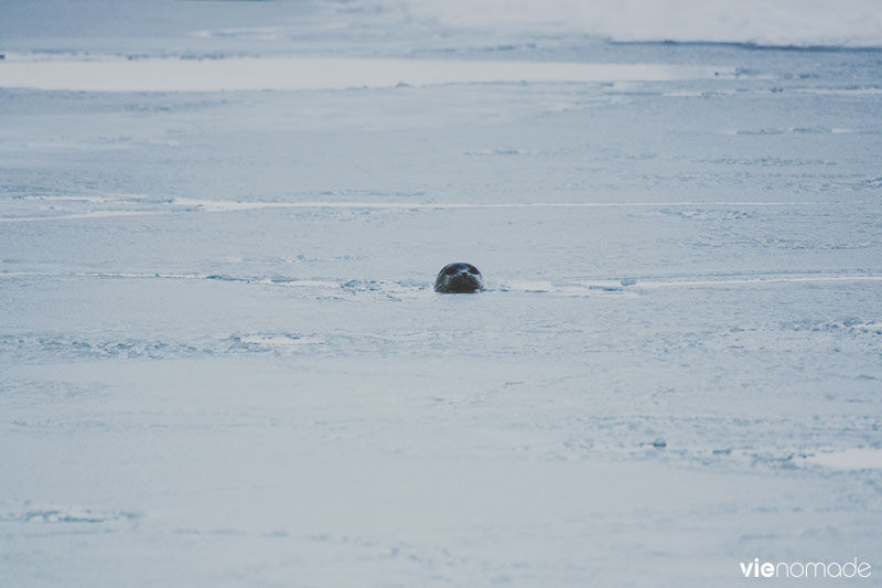 Islande en hiver: les phoques