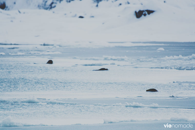Islande en hiver: les phoques