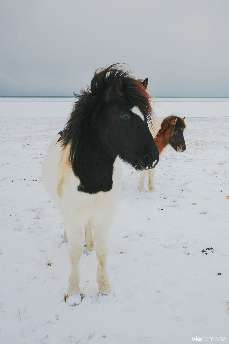 Island road trip: chevaux islandais