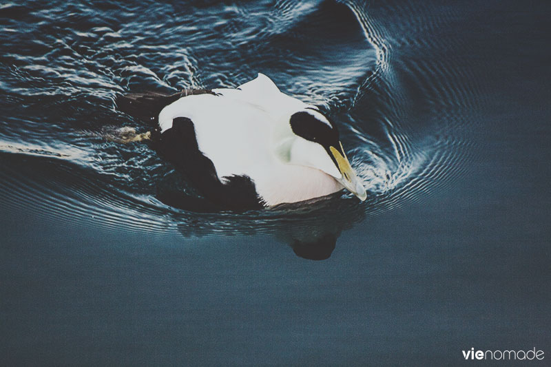 Eider à duvet, Islande