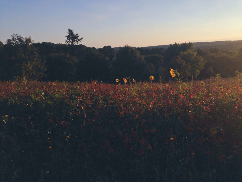 La Grée des Landes, Yves Rocher