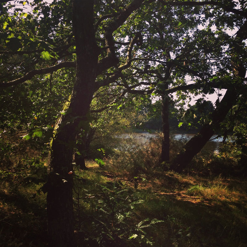 Forêt de Brocéliande