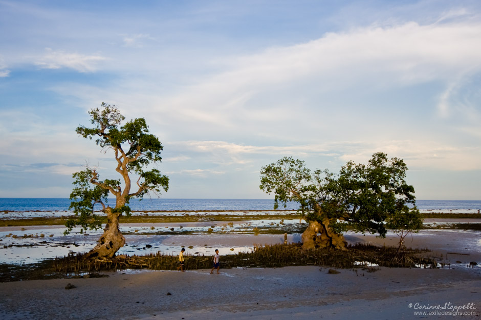 Siquijor, Philippines (mangrove)
