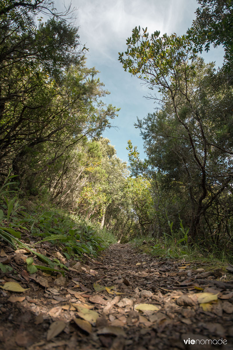 Randonnée en Corse: dans le maquis